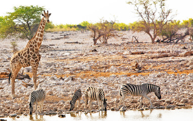 Fototapeta na wymiar Okaukeujo Waterhole with burchells zebra and giraffe - Etosha