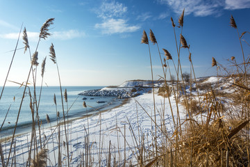Cane foreground and snow coast with stones in the sea and beautiful blue sky
