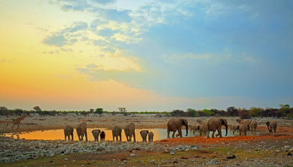 Okaukeujo waterhole in Etosha at dusk with elephants coming to take a drink - obrazy, fototapety, plakaty