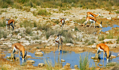 Herd of Springbok at a waterhole in Etosha, Namibia