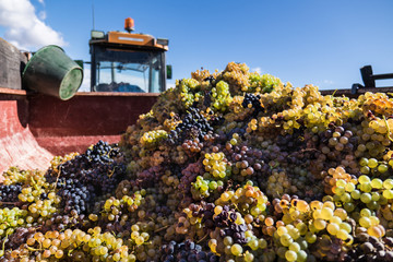 Harvested grapes in a truck container