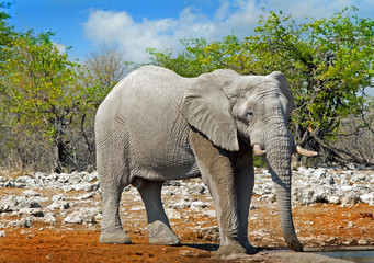 Large Bull elephant standing with a bush veld background in Etosha