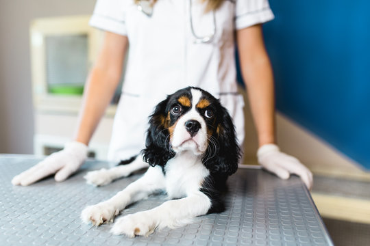 Cavalier King Charles Spaniel puppy at veterinary.