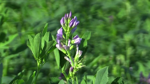 Alfalfa Medicago sativa is set with violet flowers, used in agriculture as a feed, it contains a lot of protein