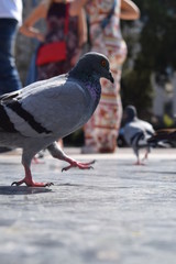 Pigeon bird close up on a square