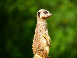 Suricate