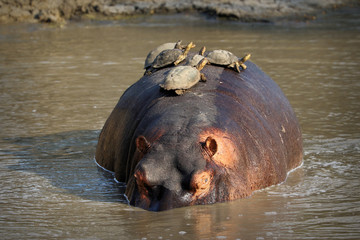 Hippopotamus with turtles on the back swimming in Sabie River, Kruger National Park, South Africa