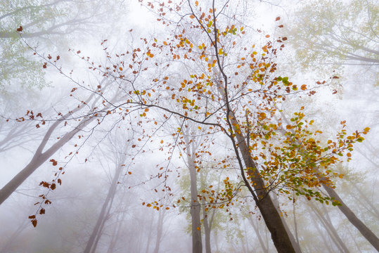 Fototapeta A beech tree growing majestically in a magic forest at Montseny Natural Park