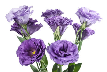 Bouquet of light purple eustoma flowers on the white background.