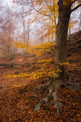 Tree with colored leaves in autumn at Montseny Natural Park