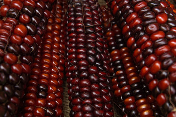 red corn cob, closeup