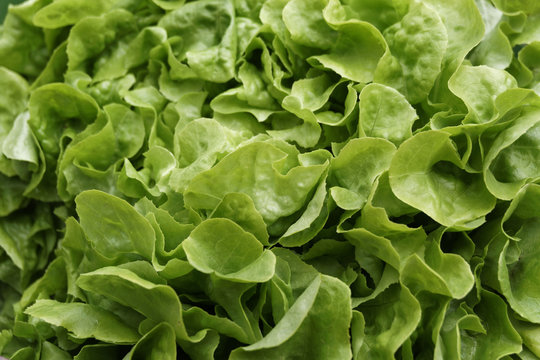 green salat, closeup