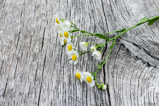 Flowers of chamomile on wooden background.
