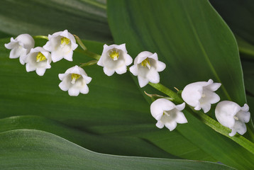 Lilies of the valley closeup
