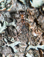 Wood ant