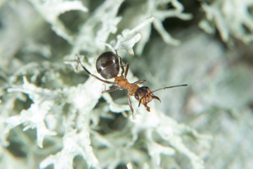 Wood ant