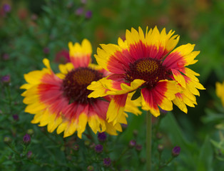 Gaillardia aristata 