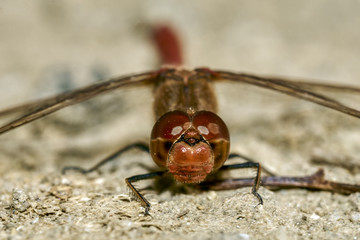 dragonfly 13