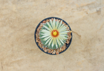 Fototapeta na wymiar Closed up cactus in flower pot