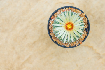 Fototapeta na wymiar Astrophytum asterias cactus with flower on pot