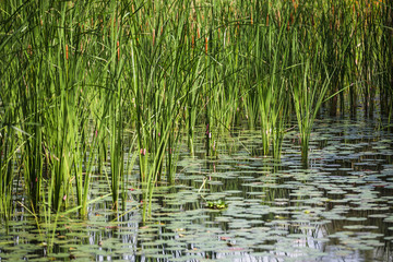 Vegetation on a lake