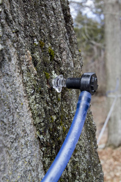 Maple Syrup Tap