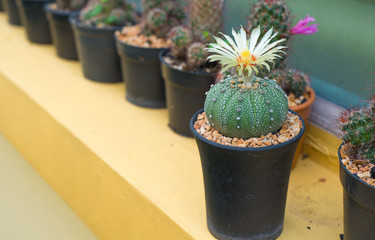 Astrophytum asterias cactus with flower in pot