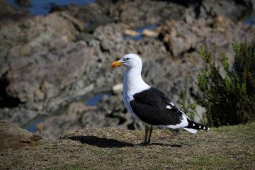 Portrait of a Kelp Gull (Larus dominicanus), also known as Dominican gull, South Africa
