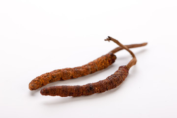 Cordyceps sinesis Yartsa Gunbu Yarsagumba himalayan gold Nepal isolated