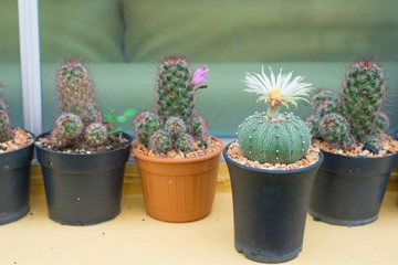 Astrophytum asterias cactus with flower in pot