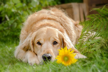 Golden Retriever liegt in einem Garten auf dem grünen Gras, den Kopf zwischen den Pfoten abgelegt mit einer Sonnenblume, Blick zum Betrachter.