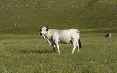 Cow grazing on a green meadow in spring