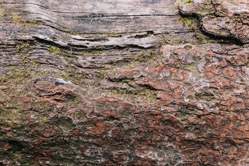 Fallen red skin tree texture along the way to Kew Mae Pan in Chiang Mai, Thailand.