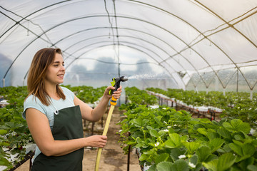 Strawberry growers with harvest,Agricultural engineer working in the greenhouse.Female greenhouse worker with box of strawberries,woman picking berrying on farm,strawberry crop concept