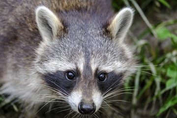Lovely coon 