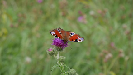 butterfly/flower
