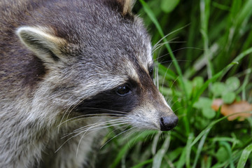 Naklejka na ściany i meble Lovely raccoon (Procyon lotor) in a compound