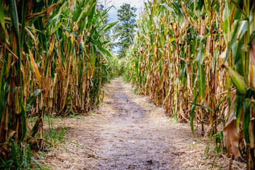 A corn maze or maize maze is a maze cut out of a corn field. The first corn maze was in Annville,...