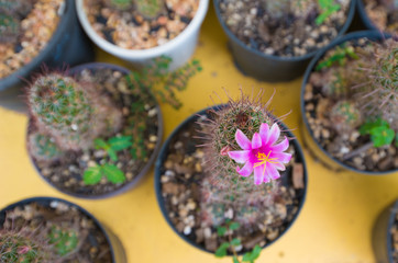 Closed up Pink cactus flower