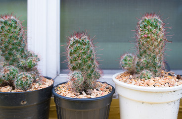 Closed up cactus in flower pot