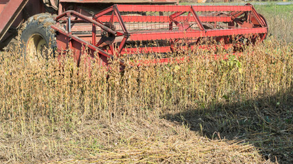 Harvesting of soybean field with combine. Detail of harvester. Agriculture soy crop.