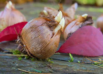 Crocus bulbs and fall leaves arranged on a weathered board.