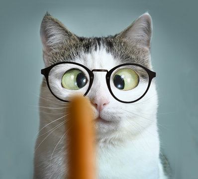 funny cat in myopia sight correction glasses at ophtalmologist appointmet squinting following sausage