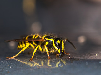 Horizontal macro photo of a yellow jacket on a reflective metallic surface