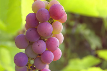 Grape brunch in vineyard.