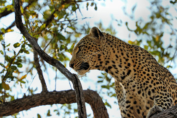 A leopard eating an antelope on a tree, Kruger National Park, South Africa