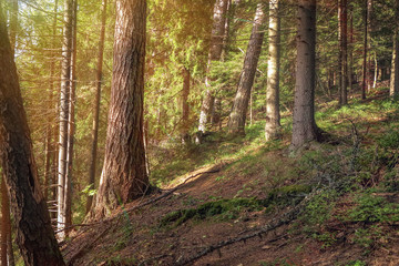 a path on a mountainside in a coniferous forest on a sunny day