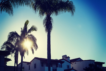 Palm silhouettes in San Diego at sunset