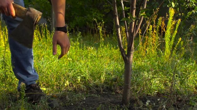 Woodcutter with axe cut a tree in the garden