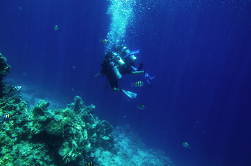 A group of diving camps near a coral reef